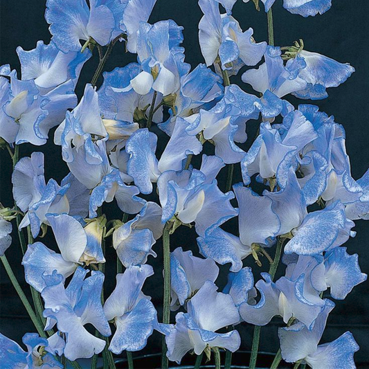 Blue Sweet Pea Seeds