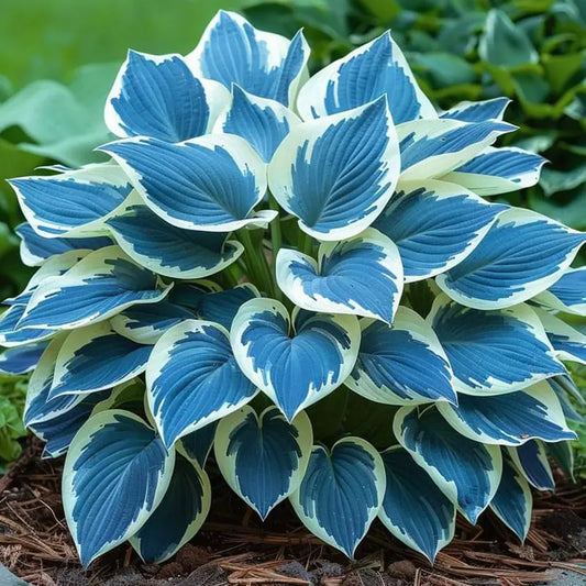 100PCS Hosta Seeds