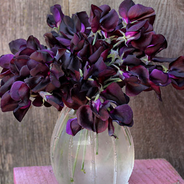 Black Knight Sweet Pea Seeds