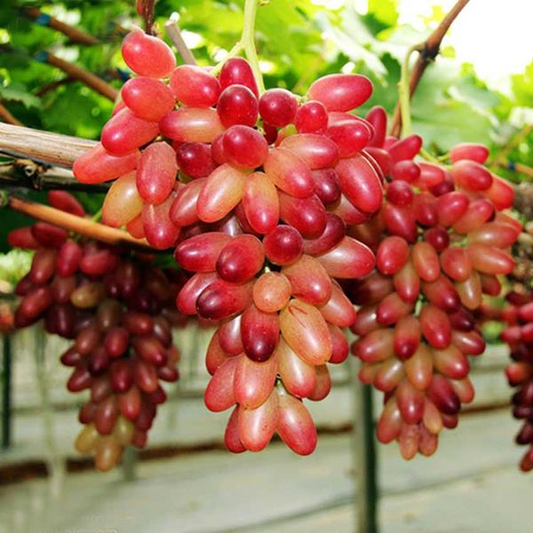 Gold Finger Grape Seeds