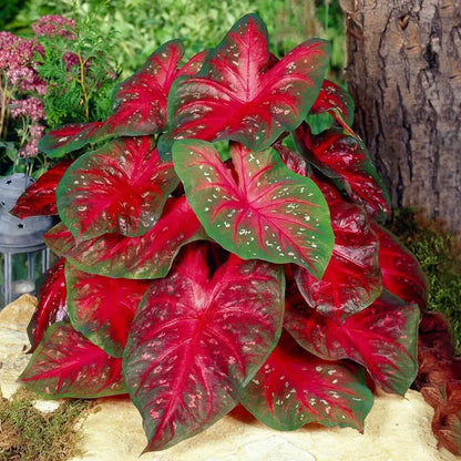 100 Pcs Hosta Seeds Bonsai Seeds Home Perennial Flowers