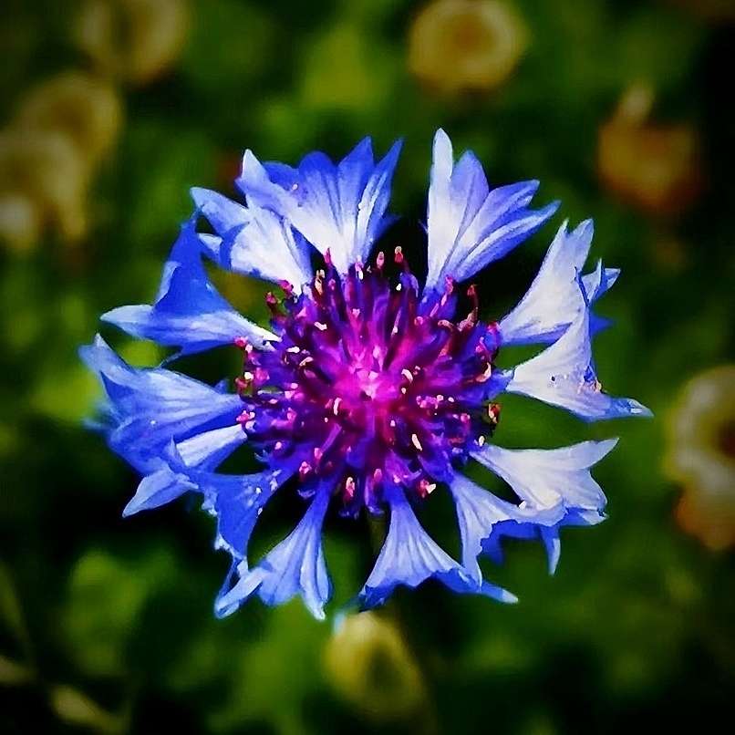 Blue Scarlet Bee Balm Cornflower Seed - Monarda Didyma - Rare and Beautiful Perennial Flowering Plant