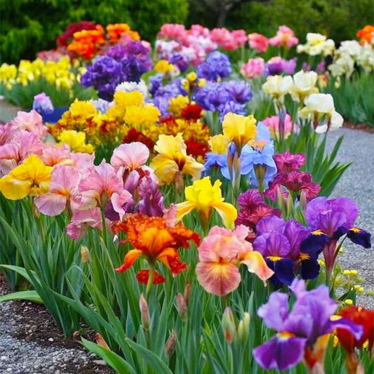 100 PCS mixed Colorful Iris Flower Seeds