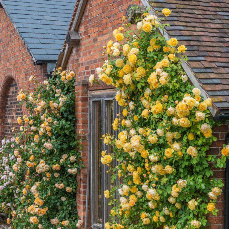 200+ Climbing Rose Mix Seeds - Gorgeous Blossoms for Trellises and Fences