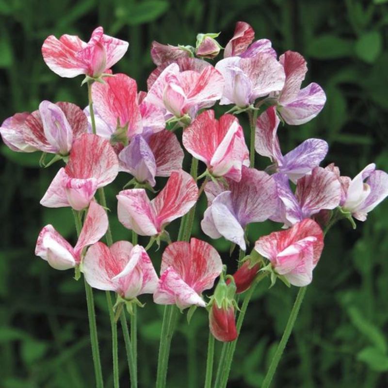 Albizia Sweet Pea Flower Seeds