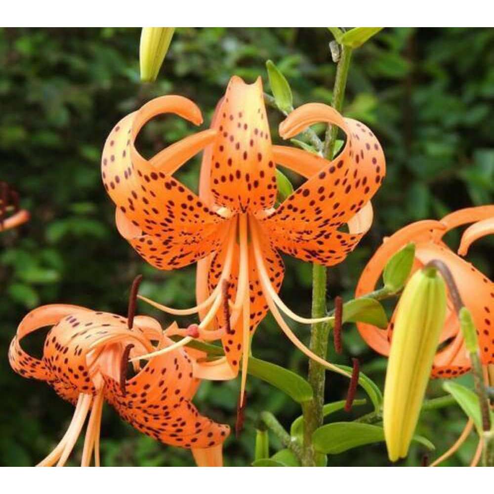 100 PCS Tiger Lily Seeds - Brilliantly Bold Beauty for Your Garden