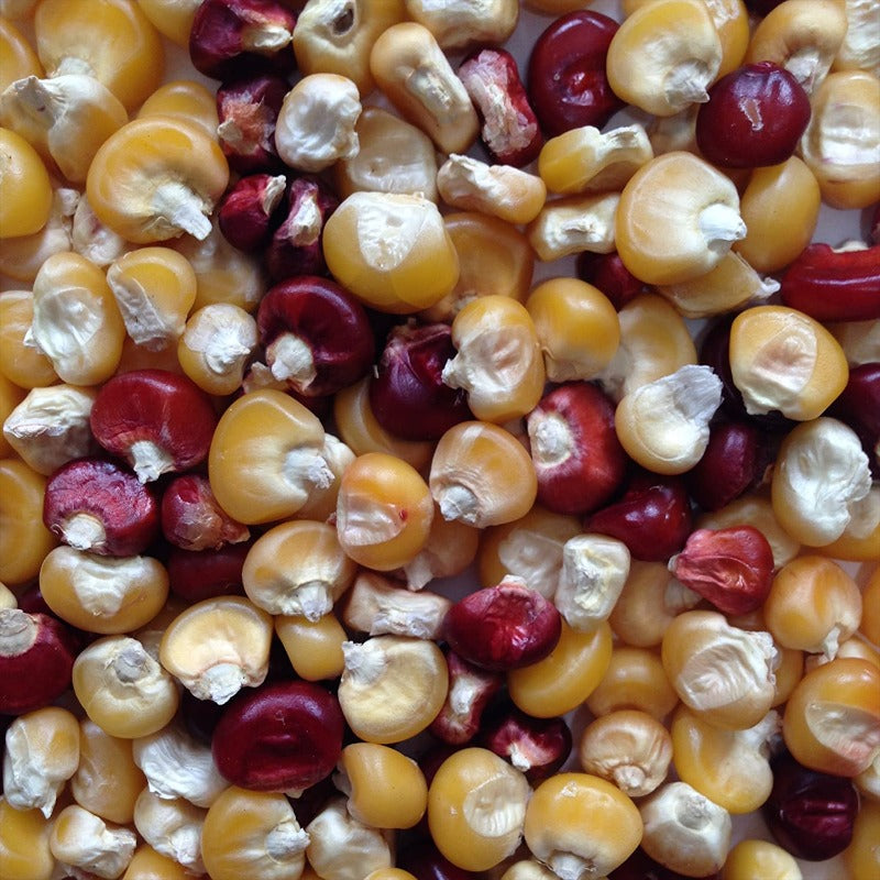 Pink Glutinous Corn Seeds