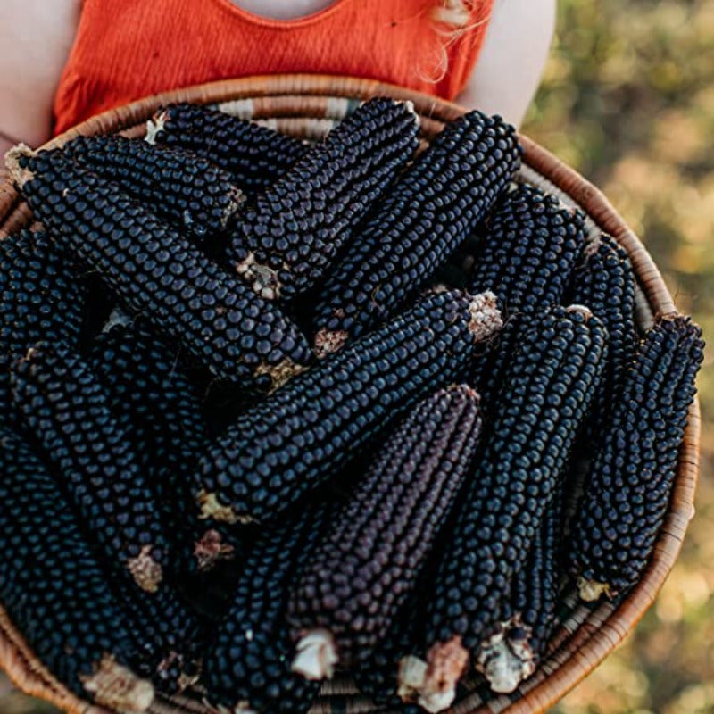 Black Waxy Corn Seeds