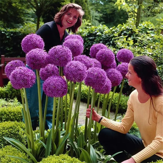 100PCS Allium Giganteum Seeds