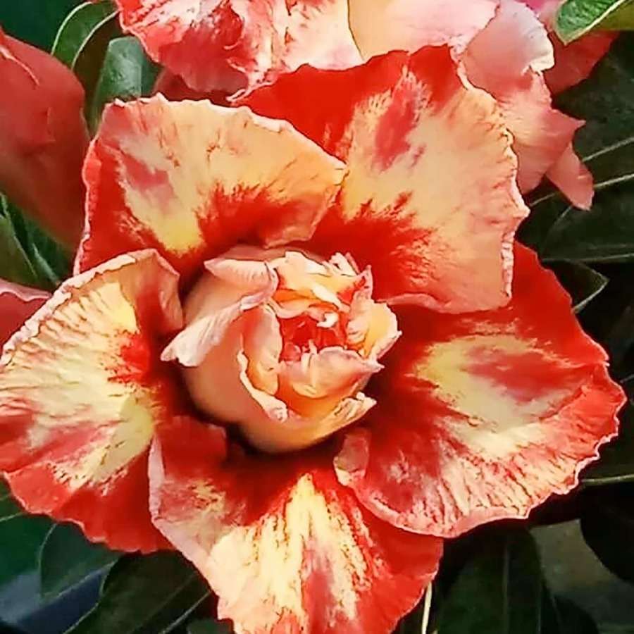 100 PCS Desert Rose Double Bloom Seeds - Grow Your Own Exotic Masterpiece