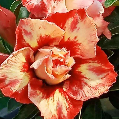 100 PCS Desert Rose Double Bloom Seeds - Grow Your Own Exotic Masterpiece