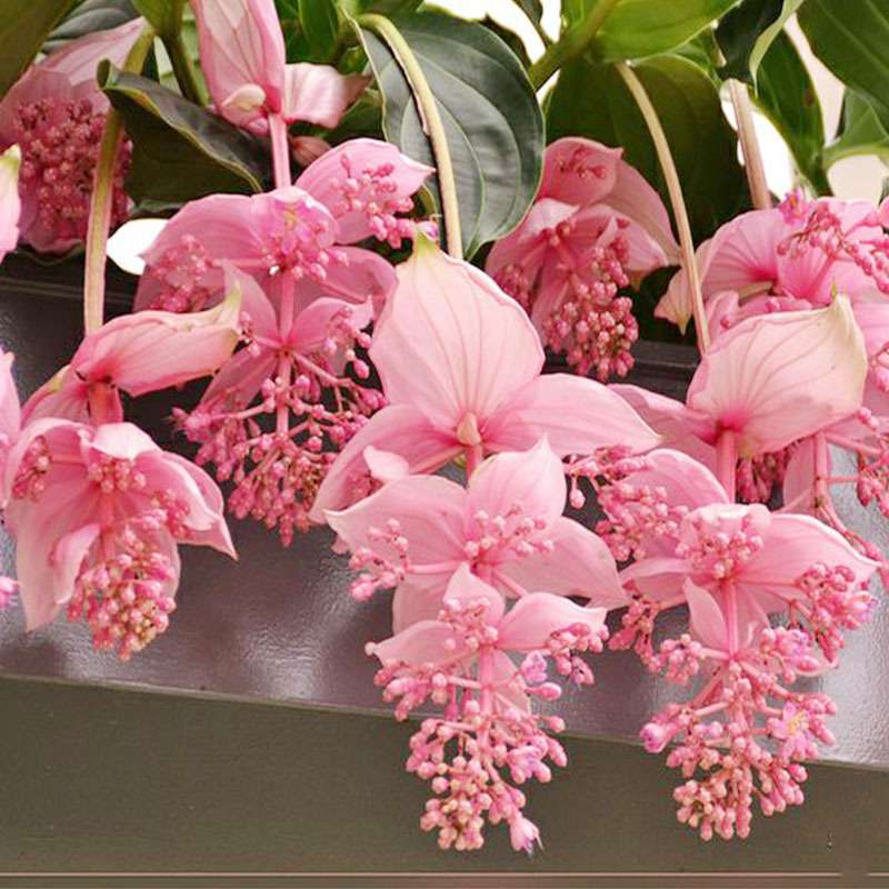 100 PCS Rare Pink Medinilla Magnifica Seeds - Tropical Elegance for Your Home Garden