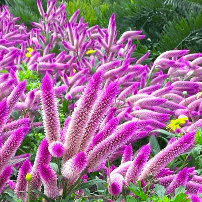 1000 PCS Vibrant Pink & White Celosia (Celosia argentea L.) Seeds - Ornamental Beauty for Your Garden