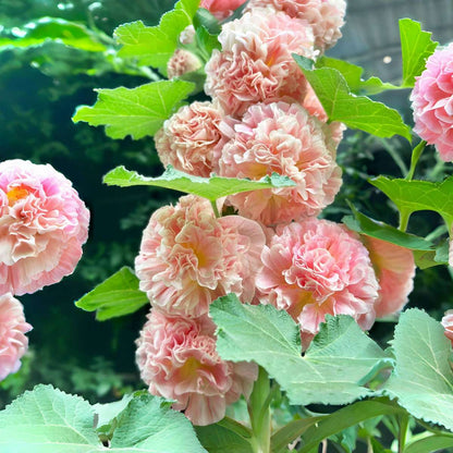100 PCS Exquisite Mixed Double Hollyhock (Alcea Rosea) Flower Seeds - Ideal for Your American Garden