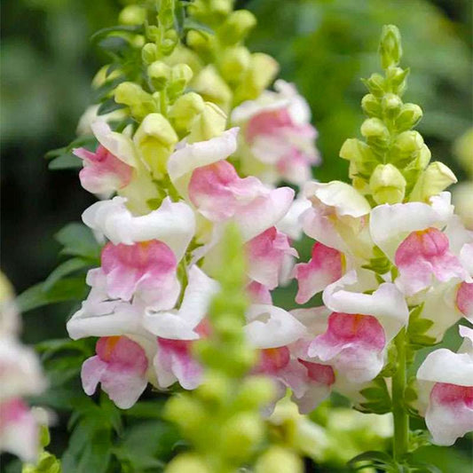 100 PCS Vibrant Pink & White Snapdragon Flower Seeds