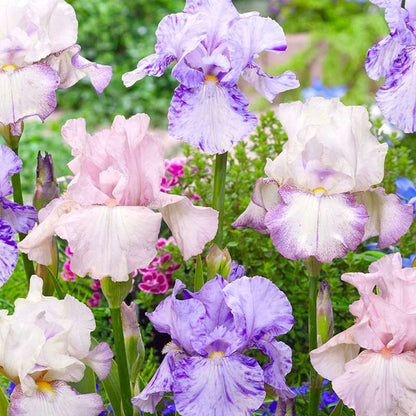 100 PCS mixed Colorful Iris Flower Seeds