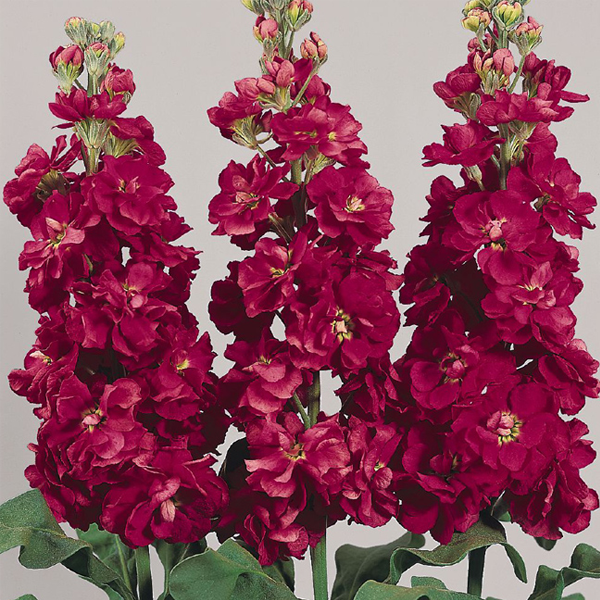 Matthiola Incana Mixed Stock Seeds