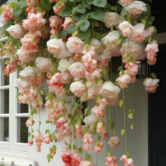 100 PCS Elegant Hanging Flower Ball Seeds - Beautify Your Garden or Home with Natural Charm