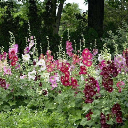 300pcs double mixed hollyhock seeds, rare Alcea rosea annua spring celebrity crimson, non-GMO heirloom, great gift.