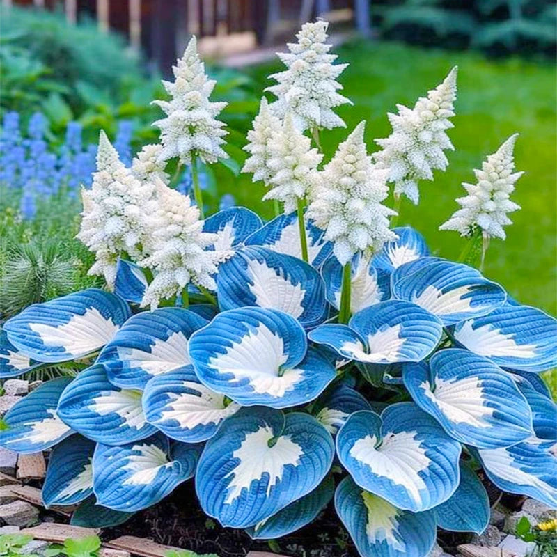 100PCS Hosta Seeds for Planting in Home Garden