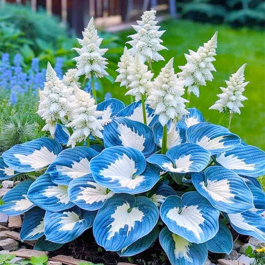 100PCS Hosta Seeds for Planting in Home Garden