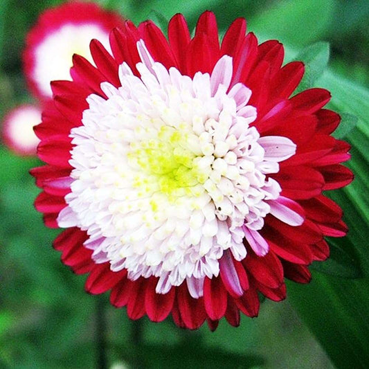 100 PCS Aster Seeds - Effortless Charm for Gardens & Pollinators!