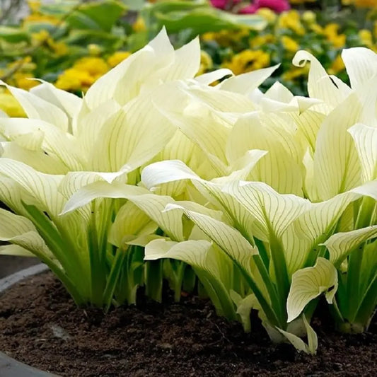 100PCS White Feather Hosta Plant Seeds for Home Garden Planting