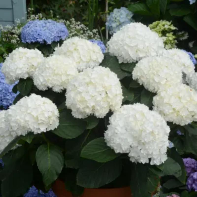 The Perennial Hydrangea Seeds