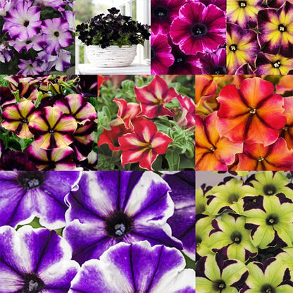 1000+ Mix-Color Petunia Seeds for Planting