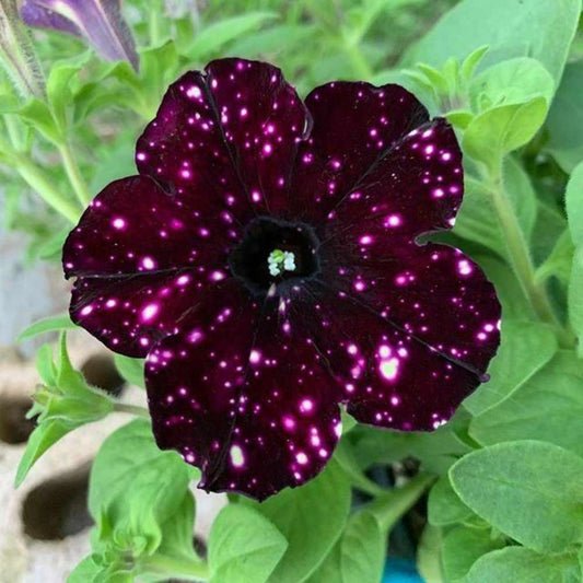 100 PCS Premium Deep Purple Petunia Seeds