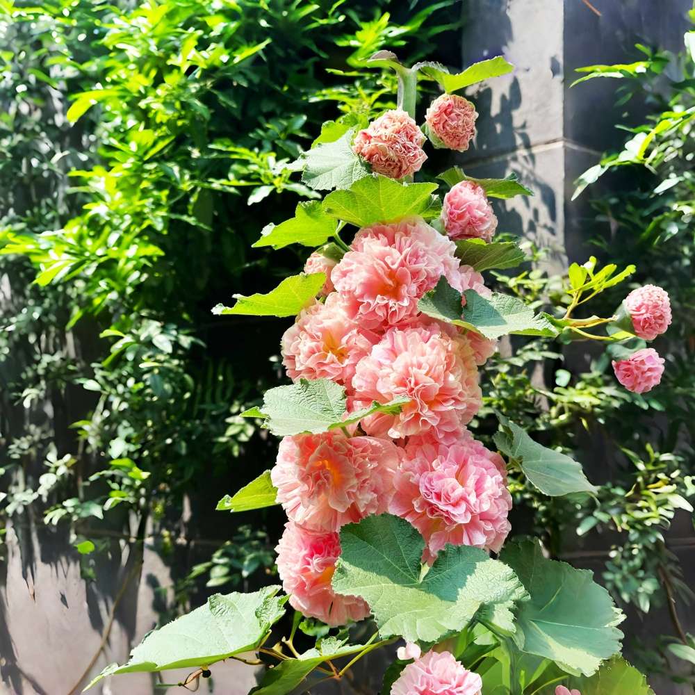 100 PCS Exquisite Mixed Double Hollyhock (Alcea Rosea) Flower Seeds - Ideal for Your American Garden