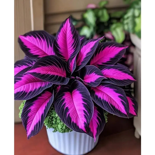 100PCS Colorful hostas perennial flowers seeds outdoor indoor plants seeds