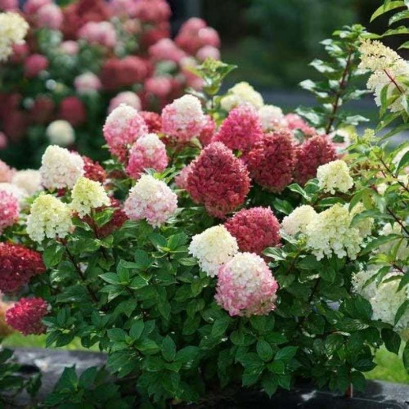 20 PCS Coneflower Strawberry Hydrangea Seeds (Strawberry Hydrangea paniculata) - Create a Magnificent Display of Blooming Balls in Your Garden