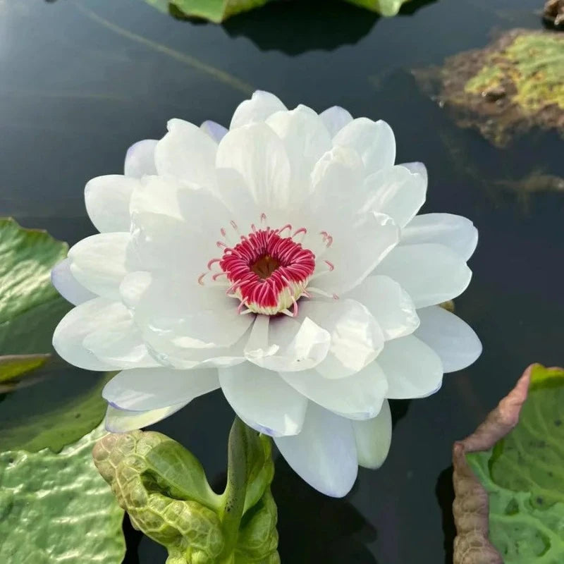 Bowl Lotus Seeds Bloom In All Seasons