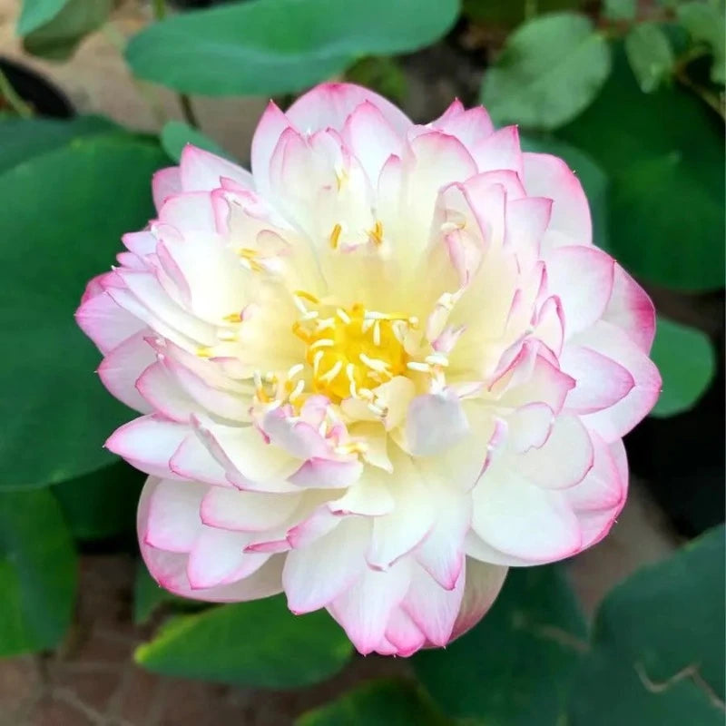 Bowl Lotus Seeds Bloom In All Seasons