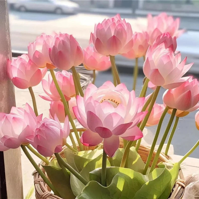 Bowl Lotus Seeds Bloom In All Seasons