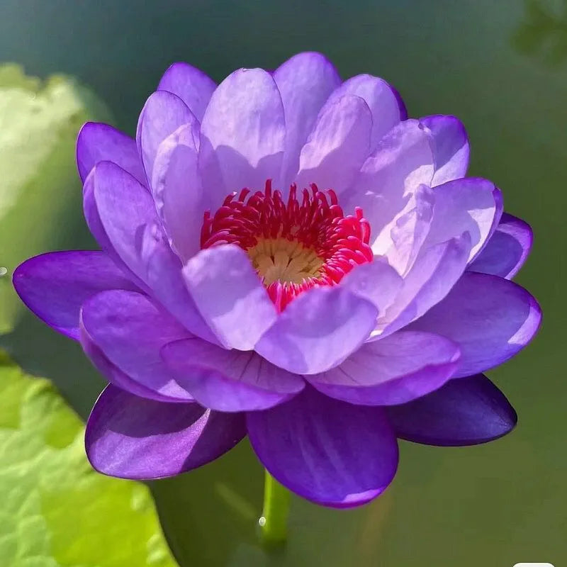 Bowl Lotus Seeds Bloom In All Seasons