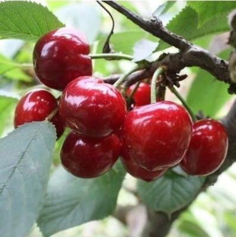 Asian Red Cherry Fruit Seeds