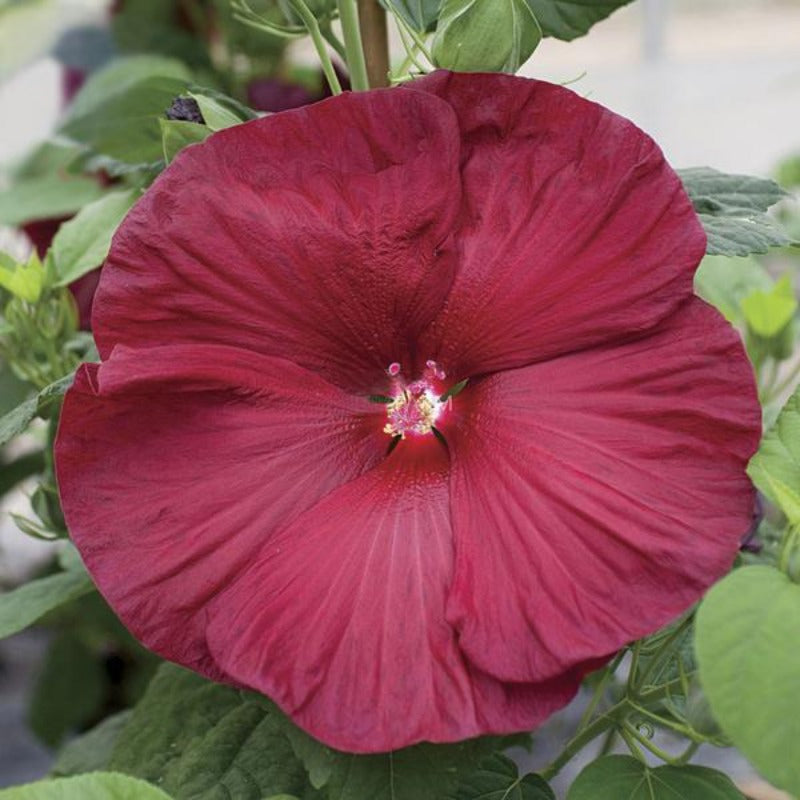 Deep Red Hibiscus Seeds