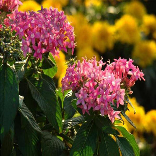 Pink Pentas Bonsai Seeds