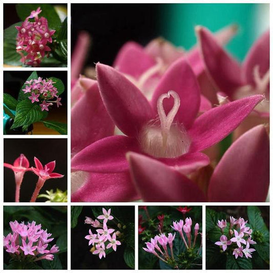 Brown Pentas Bonsai Seeds