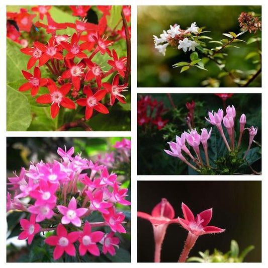 Orange Pentas Bonsai Seeds