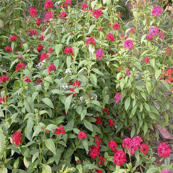 Blue Pentas Bonsai Seeds