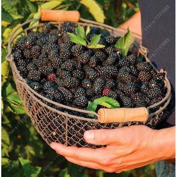 Stratified Raspberry Fruit Seeds