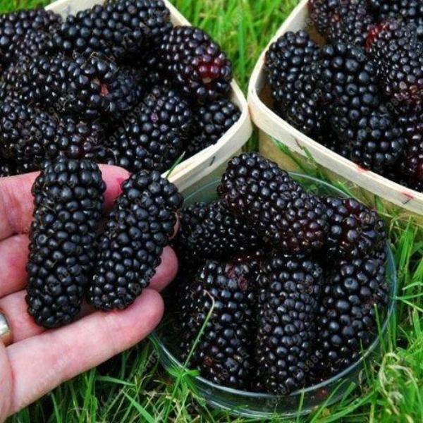 Stratified Raspberry Fruit Seeds