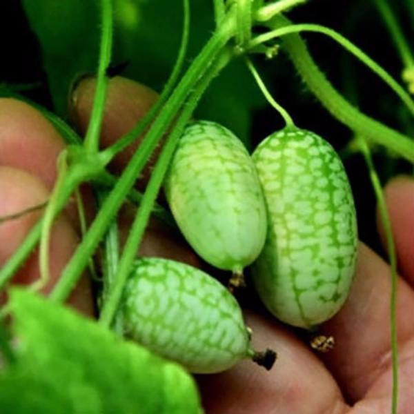 Mini Watermelon Seeds