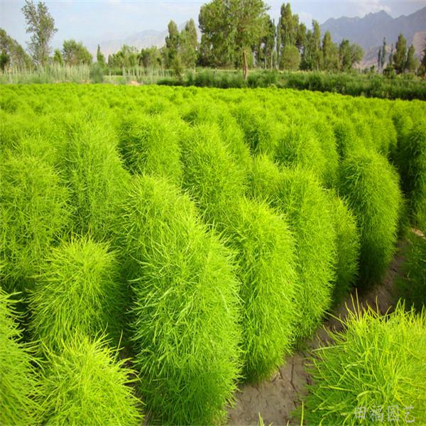 Bonsai Grass Broomsedge seeds 100 pcs hardy plants grass