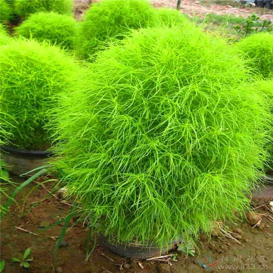 Bonsai Grass Broomsedge seeds 100 pcs hardy plants grass