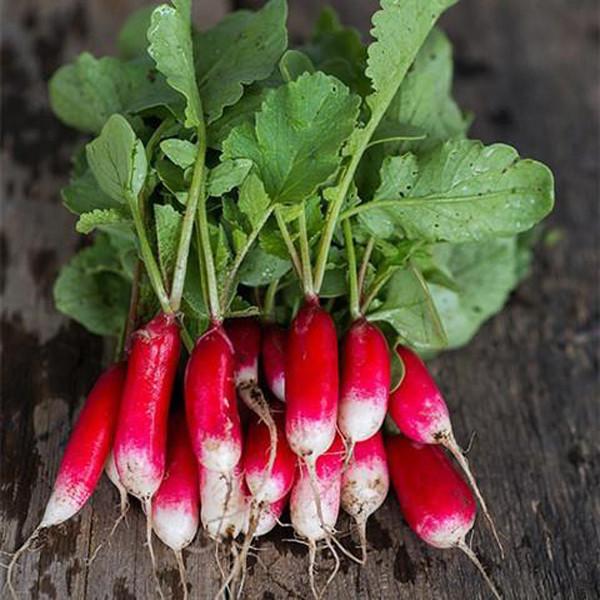 French Breakfast Radish (300 seeds)