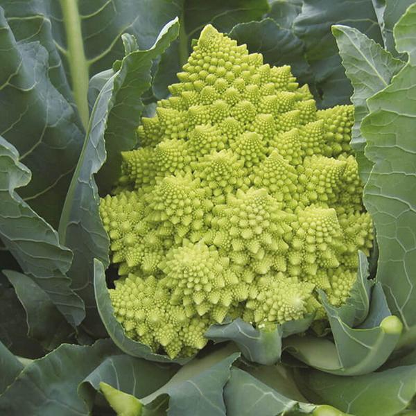 Green Snowy Cauliflower Seeds